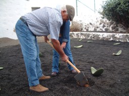 Plantado tuneras - Rescate del cultivo de la cochinilla en Mala y Guatiza (Lanzarote- Islas Canarias)
