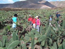 Niños en la huerta tirando higos y mudando sacos - Rescate del cultivo de la cochinilla en Mala y Guatiza (Lanzarote- Islas Canarias)